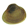 Ml